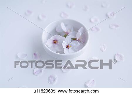 Stock Photography - Cherry blossoms in bowl. Fotosearch