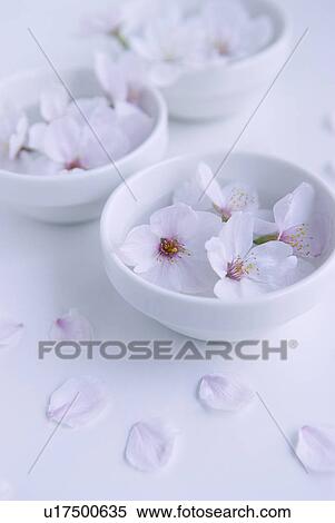 Stock Photography - Cherry blossoms in bowl. Fotosearch