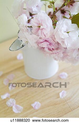 Cherry blossoms in jug View Large Photo Image Stock Image - Cherry blossoms in jug. Fotosearch
