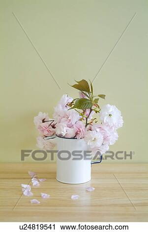 Cherry blossoms in jug View Large Photo Image Stock Image - Cherry blossoms in jug. Fotosearch
