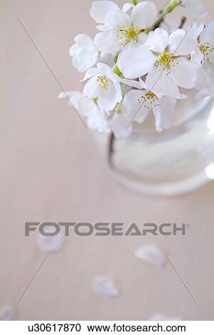 Stock Image - Cherry blossoms in vase. Fotosearch