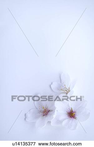 Stock Photo - Cherry blossoms. Fotosearch