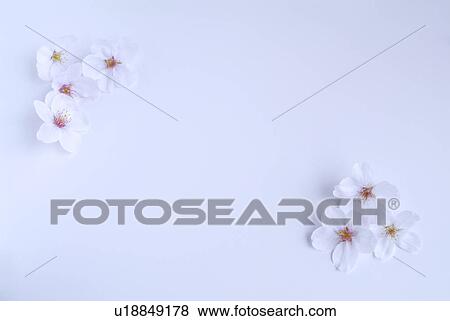 Stock Photo - Cherry blossoms. Fotosearch