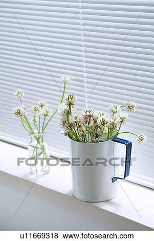 Chinese milk vetch in vase and jug View Large Photo Image Stock Photo - Chinese milk vetch in vase and jug. Fotosearch
