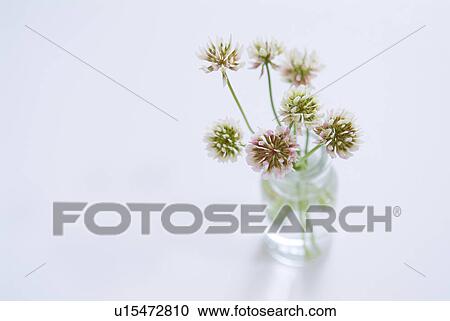 Stock Image - Chinese milk vetch in vase. Fotosearch