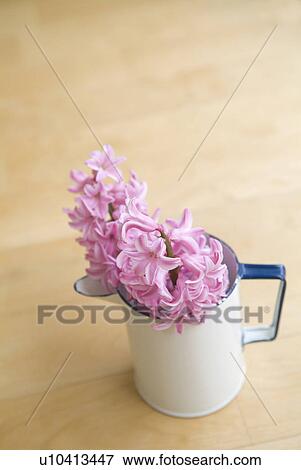 Stock Photo - Hyacinths in jug. Fotosearch