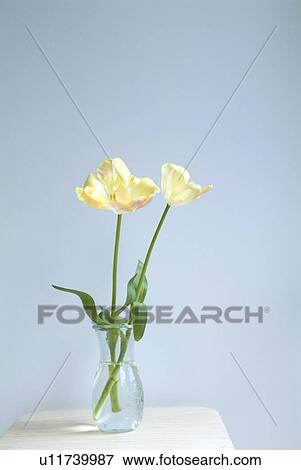 Tulips in vase View Large Photo Image Stock Photo - Tulips in vase. Fotosearch