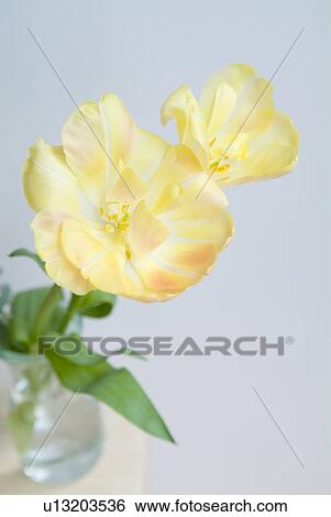 Stock Photograph - Tulips in vase. Fotosearch