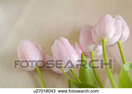 Tulips on table View Large Photo Image Stock Image - Tulips on table. Fotosearch