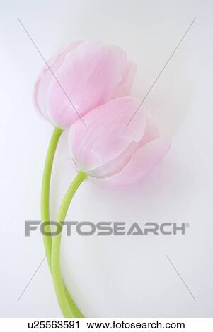 Stock Image - Tulips. Fotosearch
