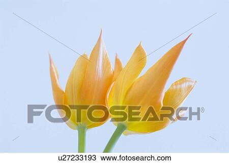 Stock Image - Tulips. Fotosearch