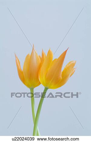 Stock Photo - Tulips. Fotosearch