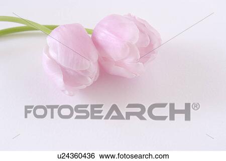 Stock Photograph - Tulips. Fotosearch