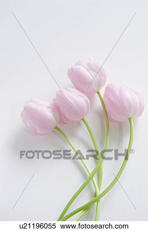 Stock Photography - Tulips. Fotosearch
