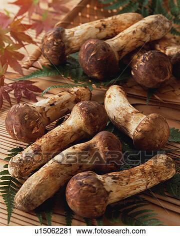 Stock Image - Matsutake Mushrooms. Fotosearch