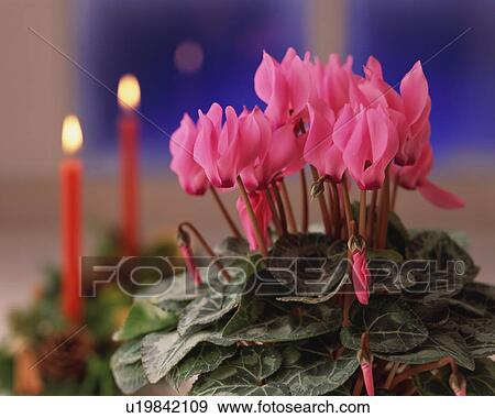 Stock Photo - Cyclamen, close-up. Fotosearch