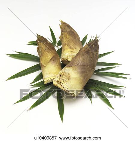 Stock Photo - Bamboo shoot. Fotosearch