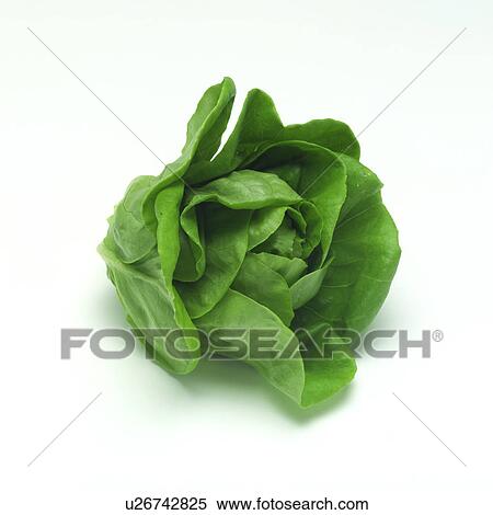 Stock Photography - Butter lettuce. Fotosearch