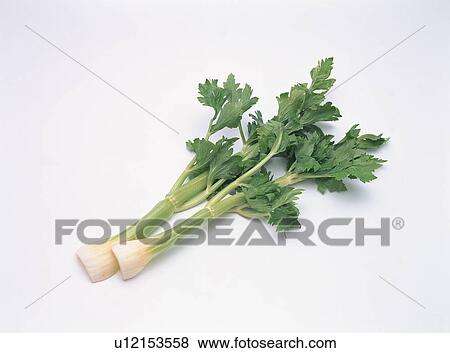 Stock Photo - Celery. Fotosearch