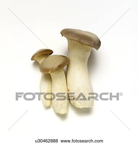 Stock Photo - Eringi mushroom. Fotosearch