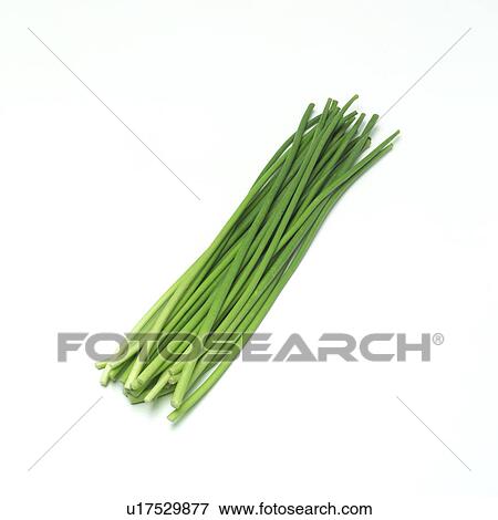 Stock Photo - Garlic sprout. Fotosearch