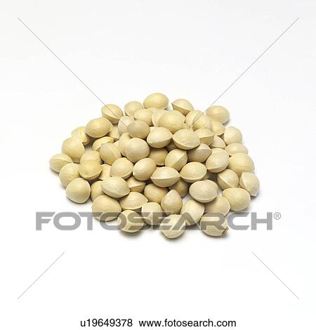 Stock Photo - Ginkgo nut . Fotosearch