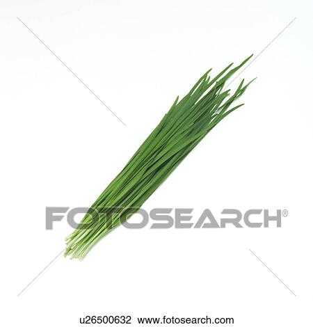 Stock Image - Green chive. Fotosearch