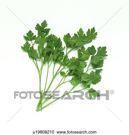Stock Image - Italian Parsley. Fotosearch