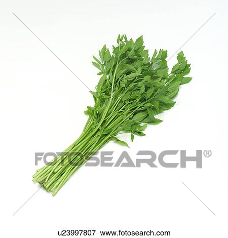 Japanese parsley View Large Photo Image Stock Photo - Japanese parsley . Fotosearch