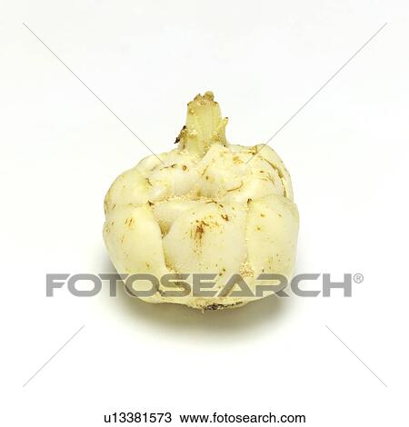 Lily bulb View Large Photo Image Stock Image - Lily bulb. Fotosearch
