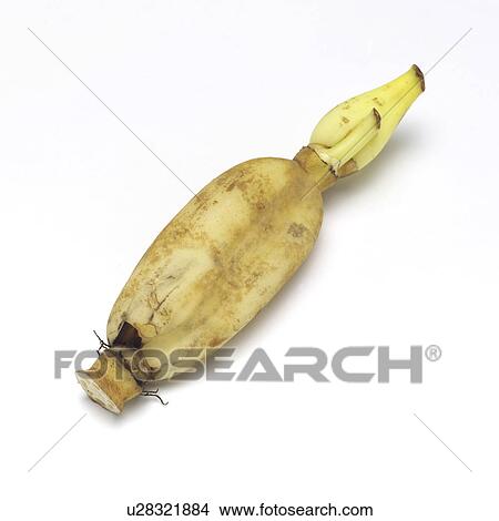 Lotus root View Large Photo Image Picture - Lotus root. Fotosearch