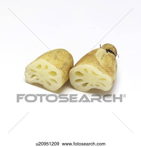 Lotus root View Large Photo Image Stock Photo - Lotus root. Fotosearch