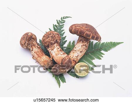 Stock Photography - Matsutake mushroom. Fotosearch