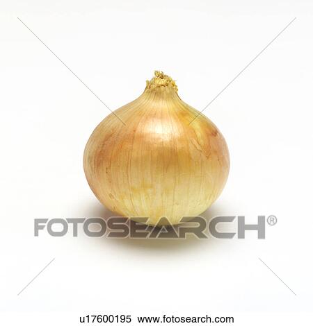 Onion View Large Photo Image Stock Photography - Onion. Fotosearch