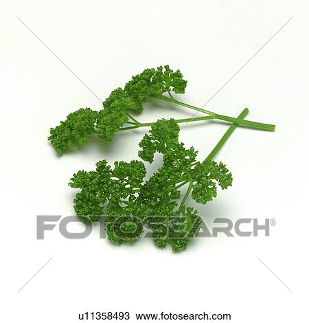 Stock Image - Parsley. Fotosearch