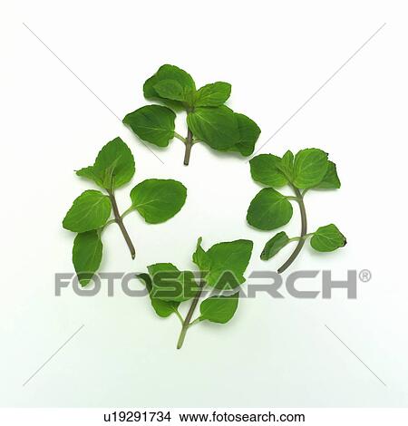 Picture - Peppermint. Fotosearch