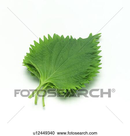 Stock Image - Perilla. Fotosearch