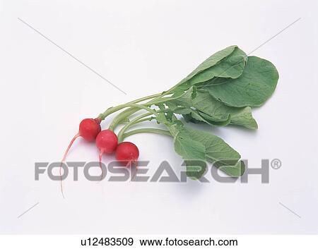 Stock Photo - Radish. Fotosearch