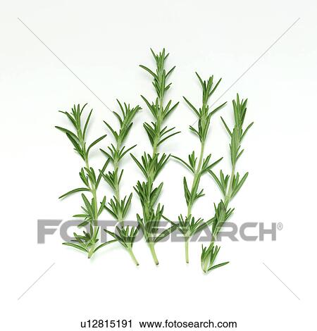 Stock Image - Rosemary. Fotosearch