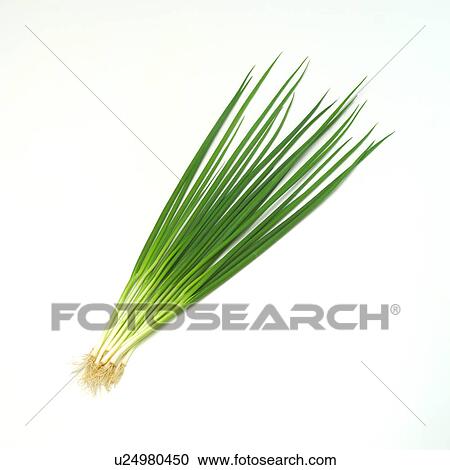 Scallion View Large Photo Image Stock Image - Scallion. Fotosearch