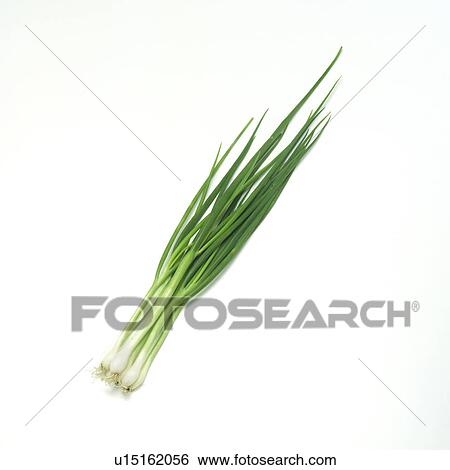 Stock Photograph - Scallion. Fotosearch