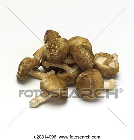 Stock Photograph - Shiitake mushroom. Fotosearch
