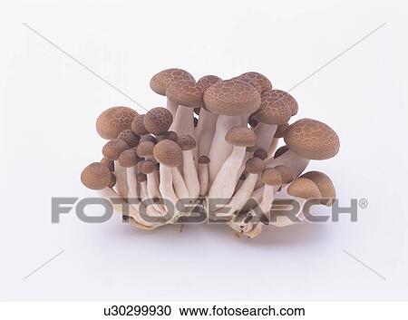 Stock Image - Shimeji mushroom. Fotosearch
