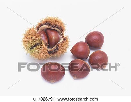 Sweet chestnut View Large Photo Image Stock Image - Sweet chestnut. Fotosearch