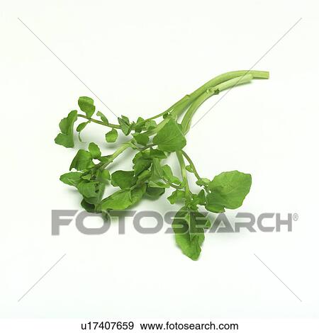 Stock Photo - Watercress. Fotosearch