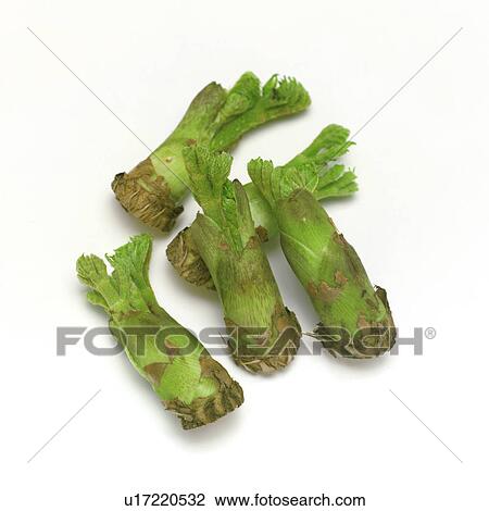 Wild plant View Large Photo Image Stock Image - Wild plant. Fotosearch