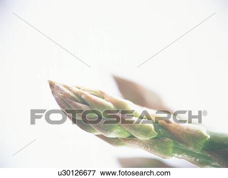 Stock Photo - Asparagus, close-up. Fotosearch