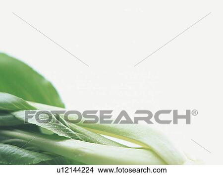 Bok Choy, close-up View Large Photo Image Picture - Bok Choy, close-up. Fotosearch