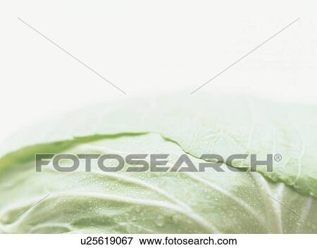 Stock Photo - Cabbage, close-up. Fotosearch
