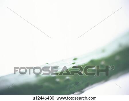 Cucumber, close-up View Large Photo Image Stock Image - Cucumber, close-up. Fotosearch